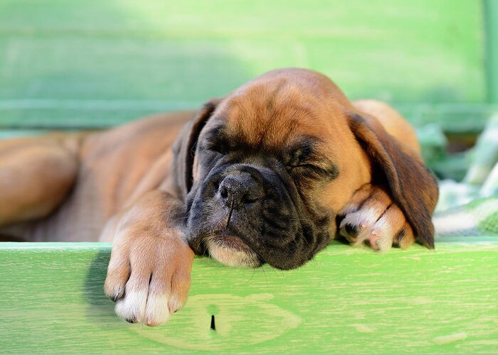 Sleeping Greeting Card featuring the painting Sleeping Boxer Dog Puppy by MGL Meiklejohn Graphics Licensing
