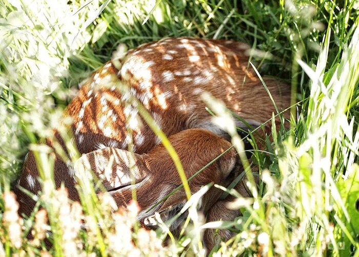Fawn Greeting Card featuring the photograph Sleeping Fawn by Angie Rea