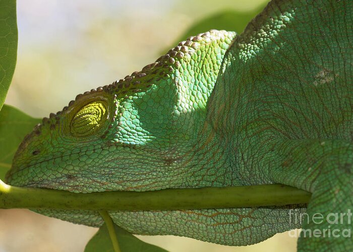 Nature Greeting Card featuring the photograph sleeping Parsons chameleon from Madagascar 13 by Rudi Prott