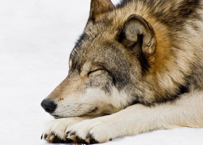 Wolf Greeting Card featuring the photograph Sleeping Wolf by Gary Slawsky