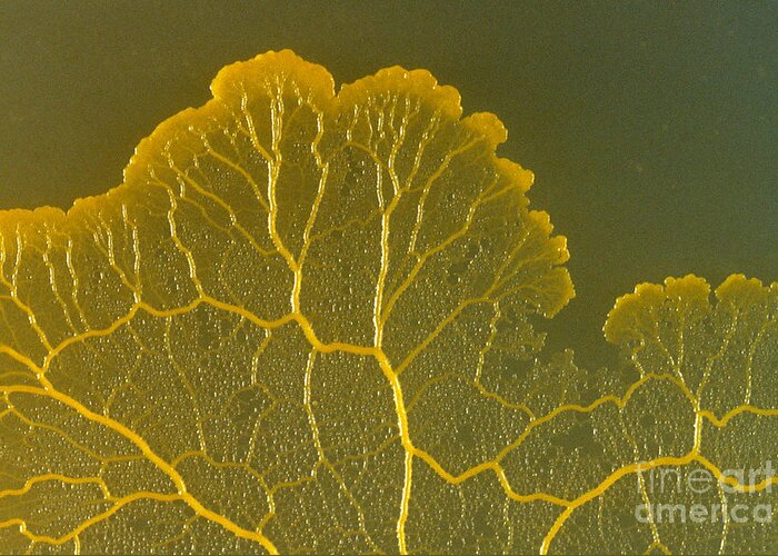 Mold Greeting Card featuring the photograph Slime Mold by Scott Camazine