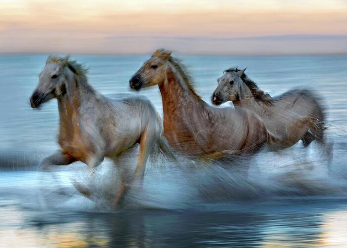 Animal Greeting Card featuring the photograph Slow Motion Horses by Xavier Ortega