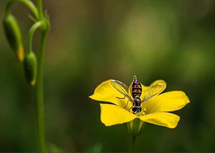 Nature Greeting Card featuring the photograph Small Bee On Yellow Bloom by Michael Whitaker