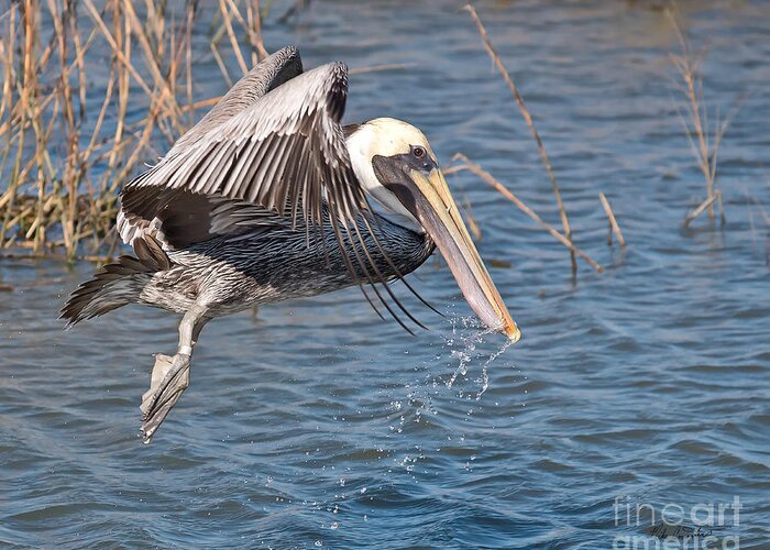 Pelican Greeting Card featuring the photograph Small Catch by Mike Covington