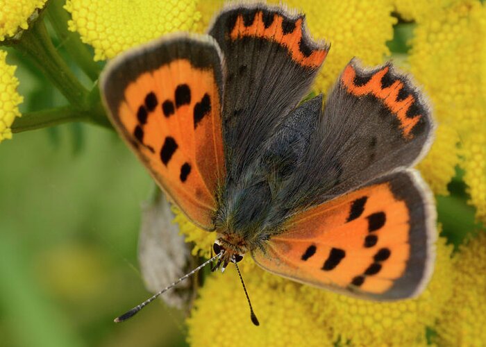 Insect Greeting Card featuring the photograph Small Copper Butterfly by Nigel Downer