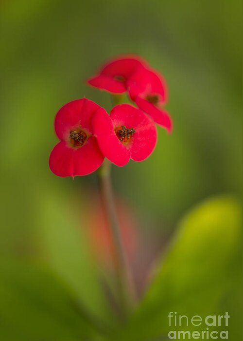 Red Greeting Card featuring the photograph Small red flowers with blurry background by Jaroslaw Blaminsky