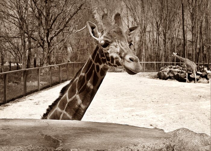 Giraffe Greeting Card featuring the photograph Small Talk by Luke Moore