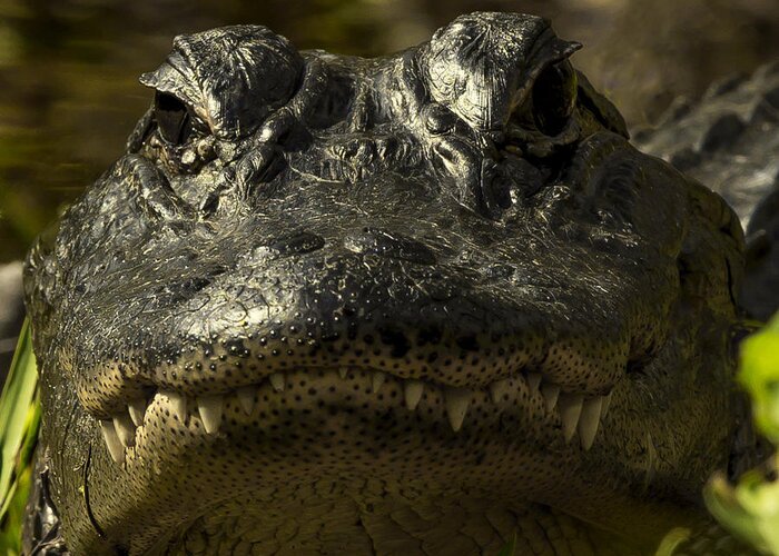 Gator Greeting Card featuring the photograph Smiling Gator by Sean Allen