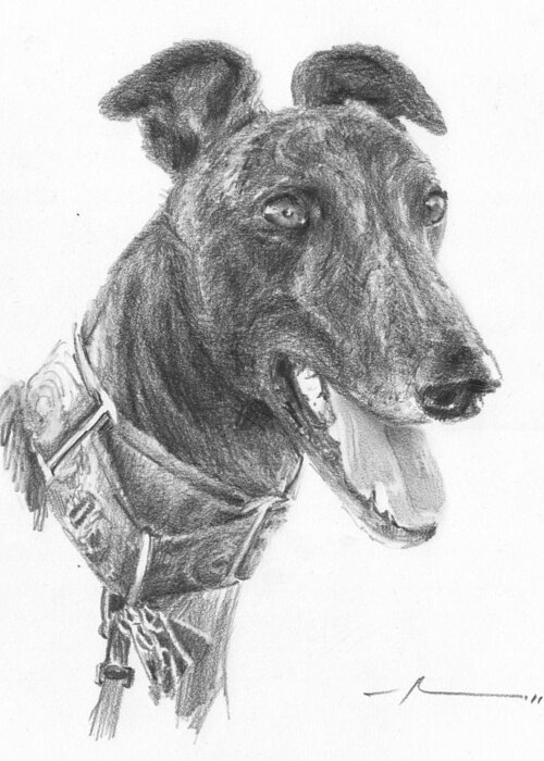 <a Href=http://miketheuer.com Target =_blank>www.miketheuer.com</a> Smiling Greyhound Pencil Portrait Greeting Card featuring the drawing Smiling Greyhound Pencil Portrait by Mike Theuer