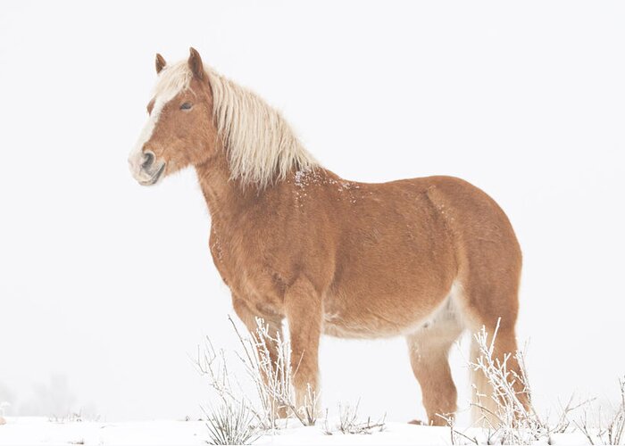 Palomino Greeting Card featuring the photograph Smiling Palomino in the Snow by James BO Insogna