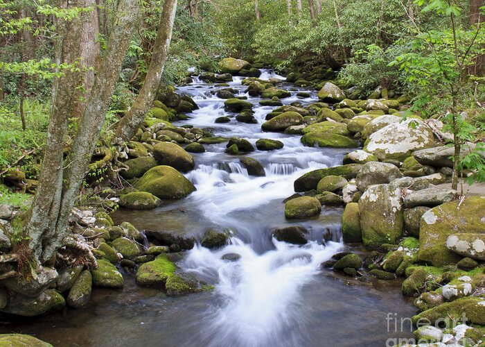 Smoky Mountains Greeting Card featuring the photograph Smoky Mountains Stream by Jennifer Ludlum