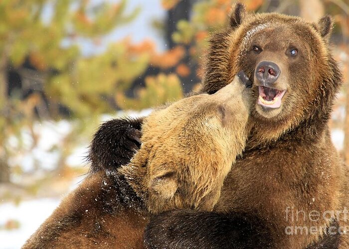 Grizzly Bear Greeting Card featuring the photograph Smooch by Adam Jewell