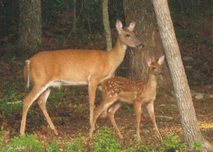 Fawn Greeting Card featuring the photograph Smudgie and Fawn Pastel by Joe Duket
