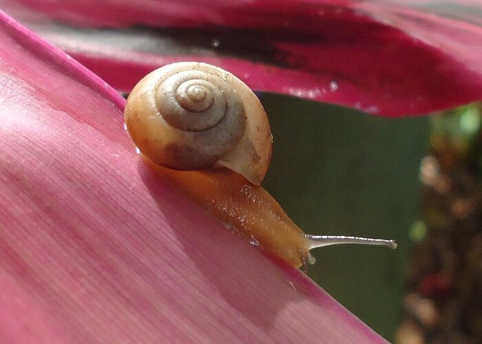 Snail Greeting Card featuring the photograph Snail in Motion by Patricia Twardzik