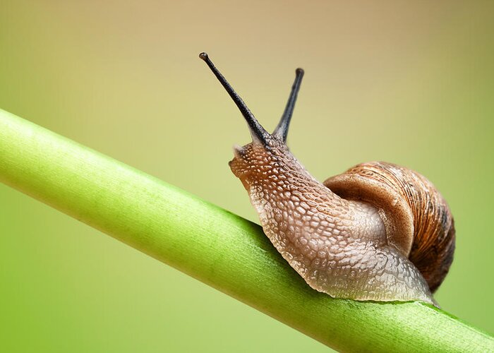 Snail Greeting Card featuring the photograph Snail on green stem by Johan Swanepoel