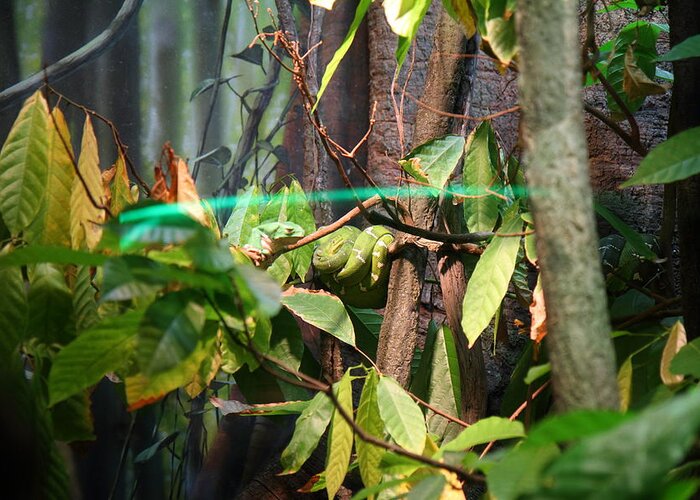 Inner Greeting Card featuring the photograph Snake - National Aquarium in Baltimore MD - 12121 by DC Photographer