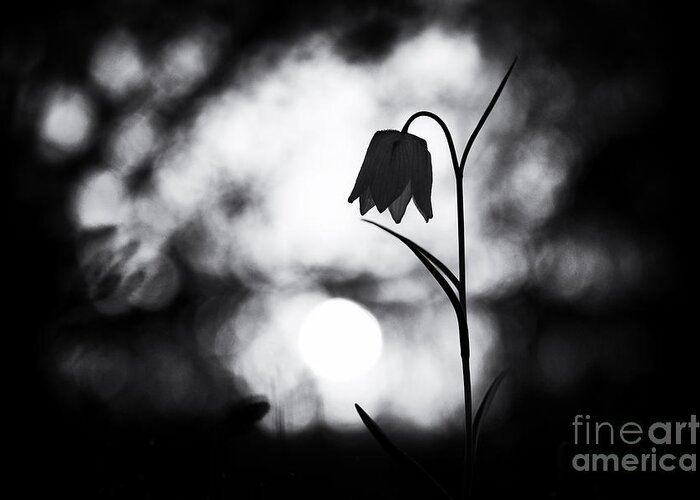 Fritillaria Meleagris Greeting Card featuring the photograph Snakes Head Fritillary Monochrome by Tim Gainey