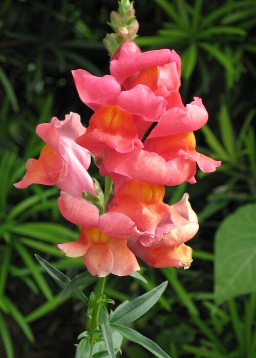 Cute Greeting Card featuring the photograph Snapdragon by Ron Monsour
