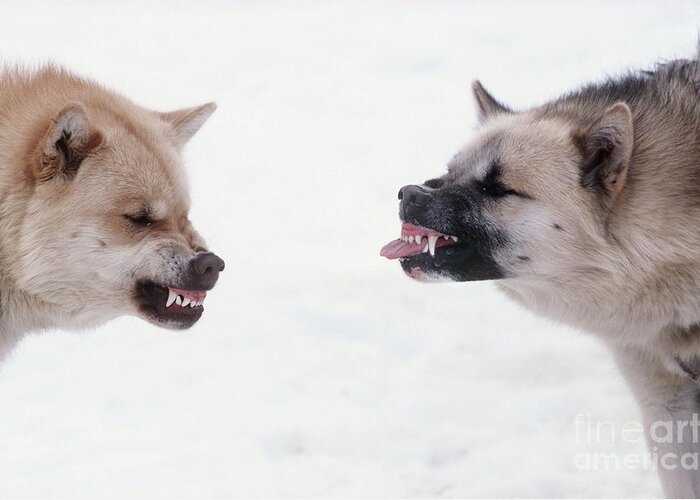 Husky Greeting Card featuring the photograph Snarling Huskies by Jean-Paul Ferrero