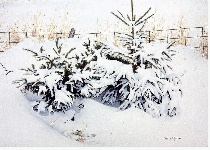 Hare Greeting Card featuring the painting Snow-bound Snowshoe Hare by Conrad Mieschke