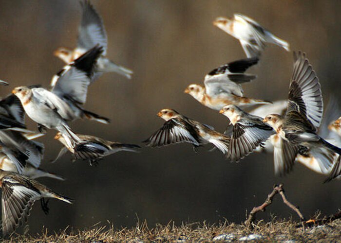 Wildlife Greeting Card featuring the photograph Snow Buntings Taking Flight by William Selander
