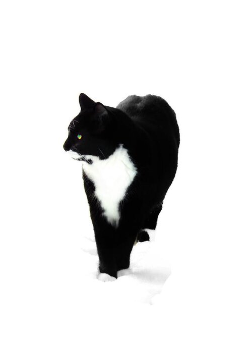 Black And White Cat Greeting Card featuring the photograph Snow Cat Three by Priscilla Batzell Expressionist Art Studio Gallery
