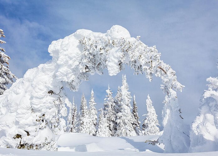 Scenics Greeting Card featuring the photograph Snow Covered Pines by Kencanning