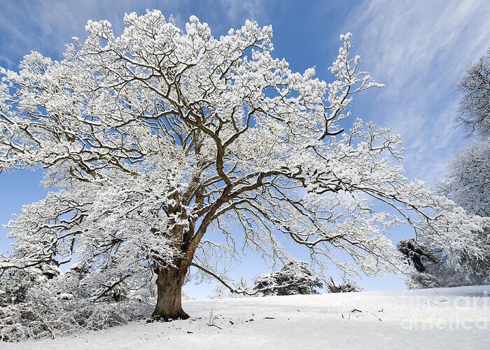 Christmas Greeting Card featuring the photograph Snow Covered Winter Oak Tree by Tim Gainey