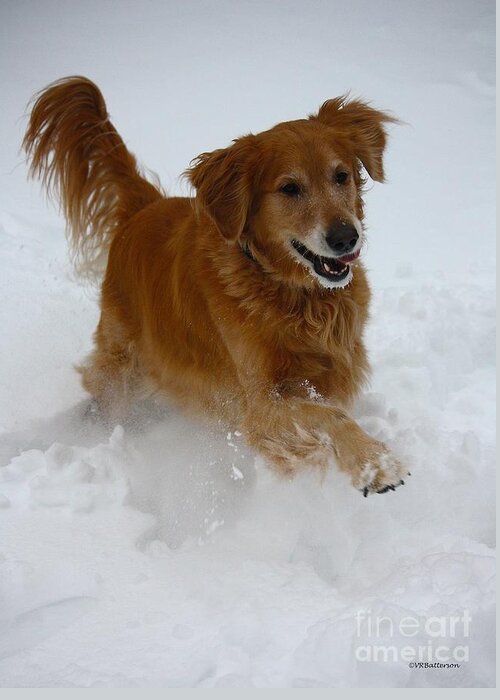 Dog Greeting Card featuring the photograph Snow Day by Veronica Batterson