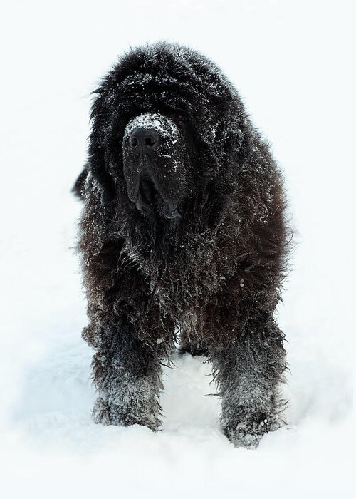 Dog Greeting Card featuring the photograph Snow Dog by Jim Zablotny