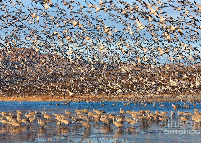 Clarence Holmes Greeting Card featuring the photograph Snow Geese Blast-off by Clarence Holmes