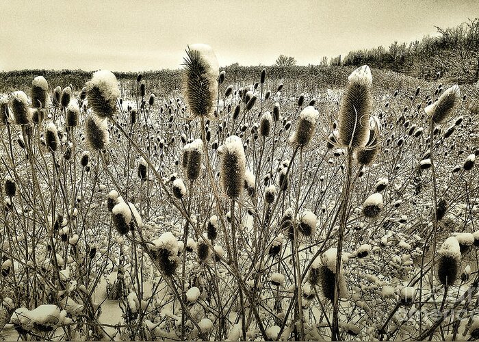 Thistles Greeting Card featuring the photograph Snow Hats by Michael Arend