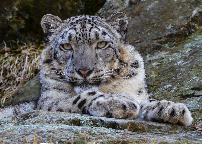 Snow Leopard Greeting Card featuring the photograph Snow Leopard by Michael Hubley