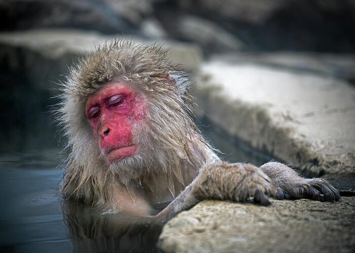 Animal Themes Greeting Card featuring the photograph Snow Monkey Relaxing by Oscar Tarneberg