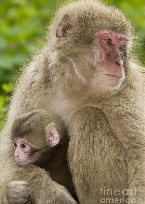 Asia Greeting Card featuring the photograph Snow Monkeys, Mother With Her Baby by John Shaw