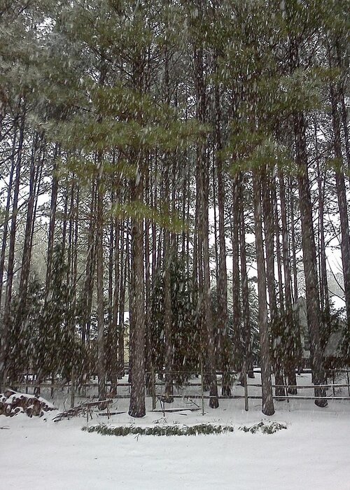 Snow Greeting Card featuring the photograph Snow on the Pines by Stacy C Bottoms