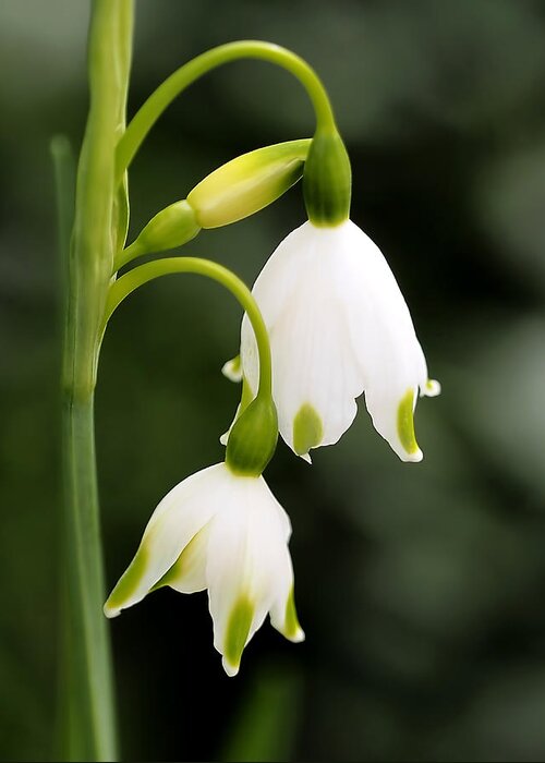 Snowbells Greeting Card featuring the photograph Snowbells in Spring by Rona Black
