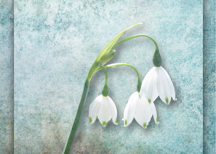 Snowdrop Greeting Card featuring the photograph Snowdrop by Lynn Bolt