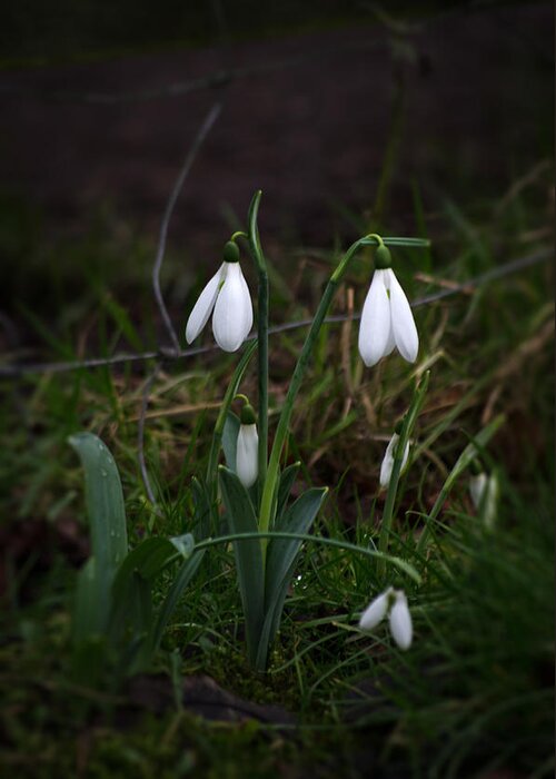 Nature Greeting Card featuring the photograph Snowdrops by Spikey Mouse Photography