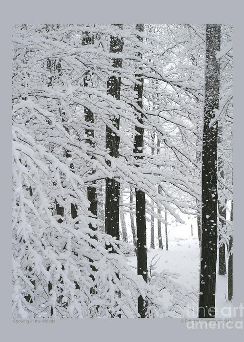 Landscape Greeting Card featuring the photograph Snowing in the Woods by Patricia Overmoyer