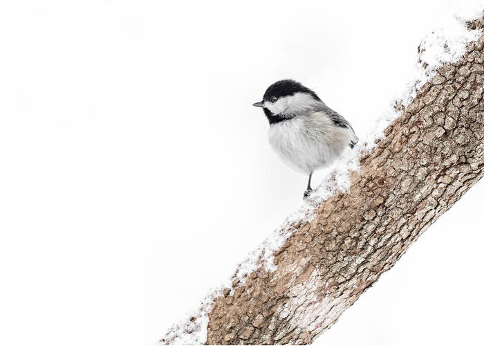 K-30 Greeting Card featuring the photograph Snowy Chickadee by Lori Coleman