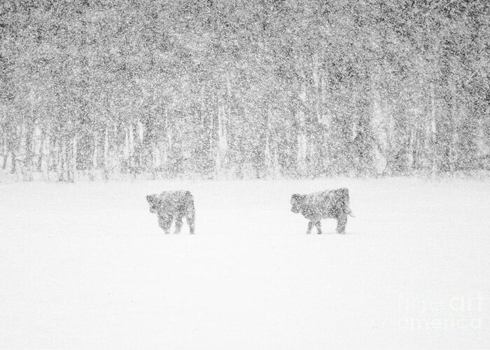Highland Cattle Greeting Card featuring the photograph Snowy Day Highland Cattle by Cheryl Baxter