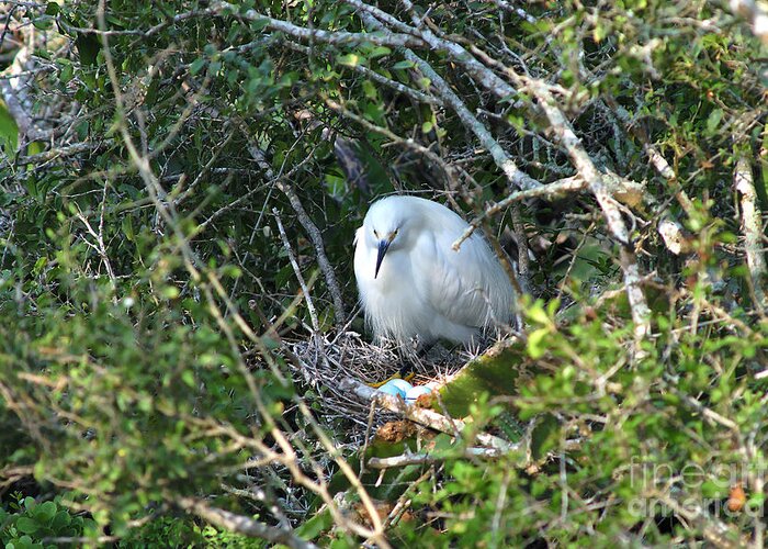 Animal Greeting Card featuring the photograph Snowy Egret In Nest by Gregory G. Dimijian