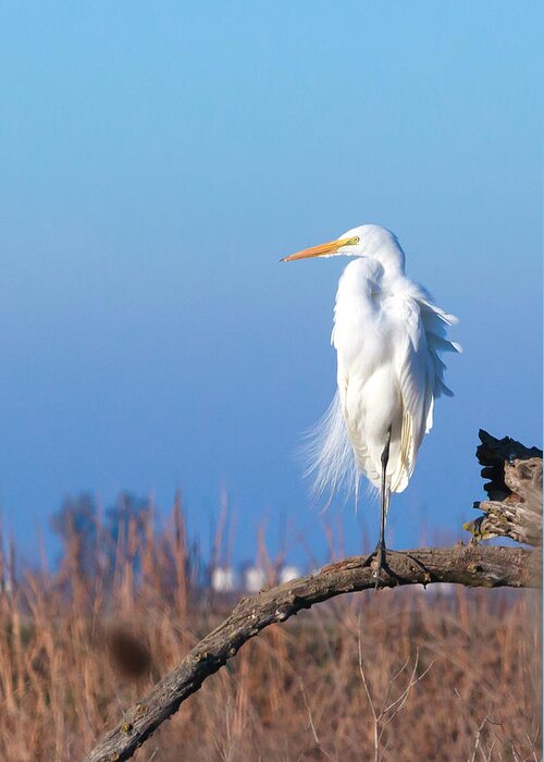 Snowy Egret Greeting Card featuring the photograph Snowy Egret by Karma Boyer