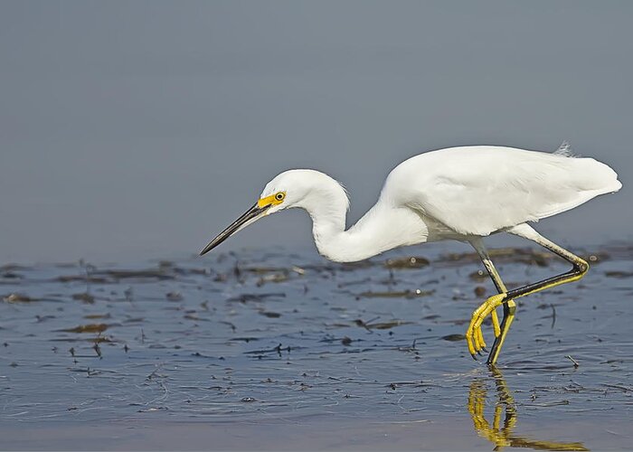Snowy Egret Greeting Card featuring the photograph Snowy Egret poised to strike by John Vose