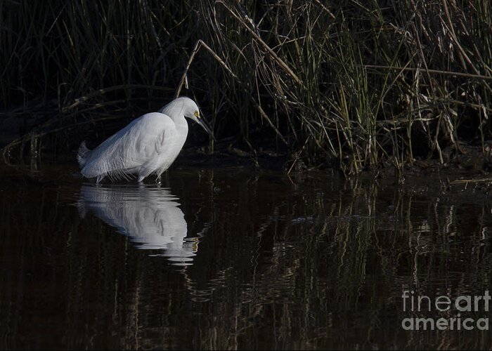 Egret Greeting Card featuring the photograph Snowy Egret by Twenty Two North Photography