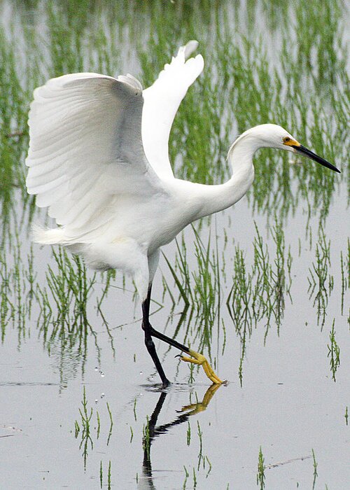 Wildlife Greeting Card featuring the photograph Snowy Egret by William Selander