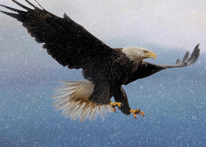 Bald Eagle In Flight Greeting Card featuring the photograph Snowy Flight - Bald Eagle - Square by Jai Johnson