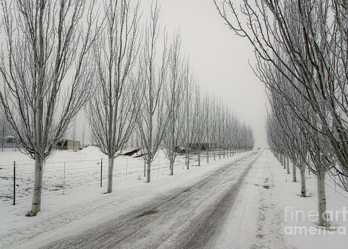 Snow Greeting Card featuring the photograph Snowy lane by Richard Lynch