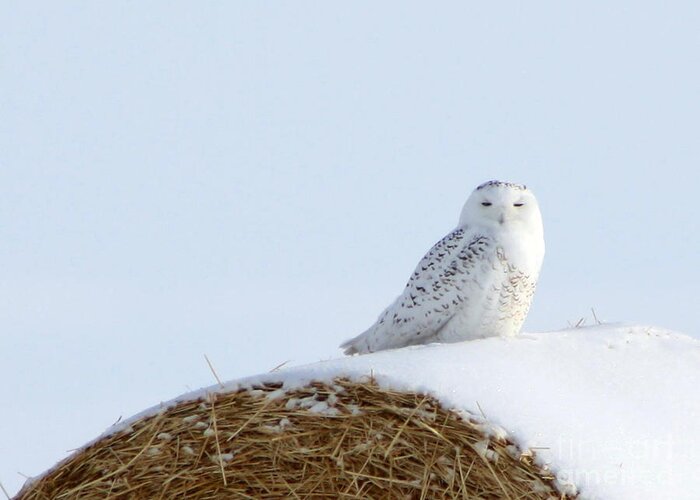 Alyce Taylor Greeting Card featuring the photograph Snowy Owl by Alyce Taylor